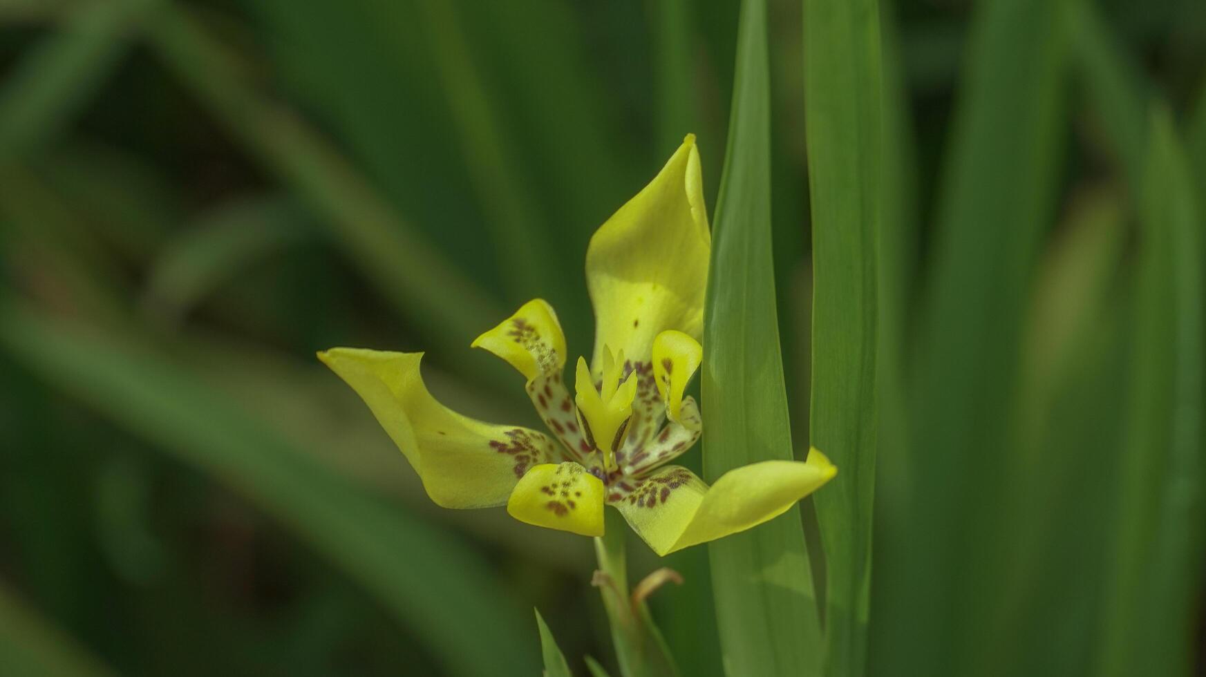 cette fleur est appelé Jaune iris ou Jaune orchidée photo