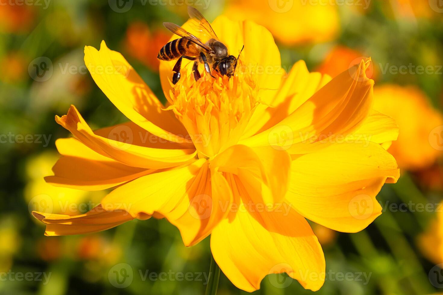 proche en haut image de une abeille en mangeant nectar sur fleur pollen photo