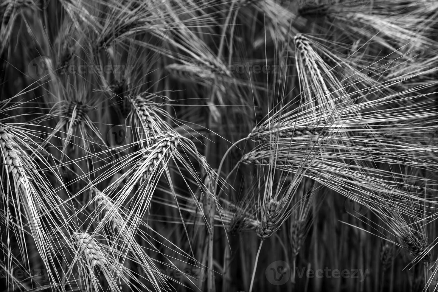 proche en haut de mûr oreilles sur une Matin. noir et blanc abstrait vue photo