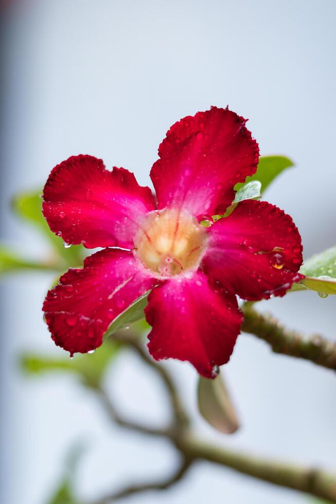 rouge frangipanier fleur. Japonais frangipanier fleur photo