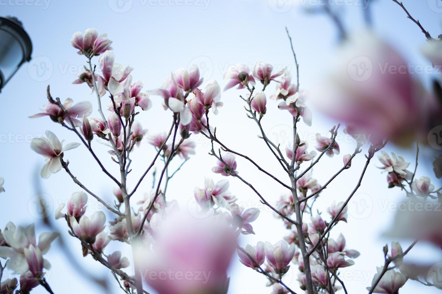 magnifique Frais épanouissement printemps magnolia. sélectif se concentrer, brouiller photo