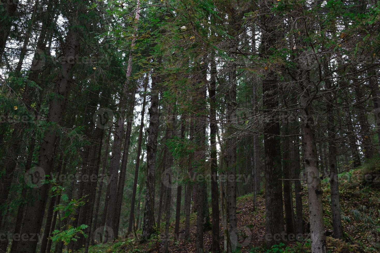 vue de grand mince vert des arbres dans le l'automne forêt photo