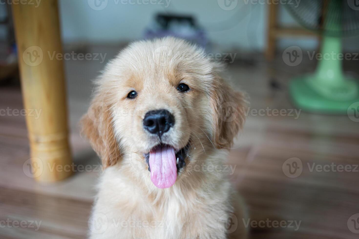 chiot d'or récupérateurs asseoir ou sourire Heureusement et obéit le propriétaire lorsque instruit à asseoir sur le sol. il a été à la recherche avec curiosité à le caméra à maison. photo