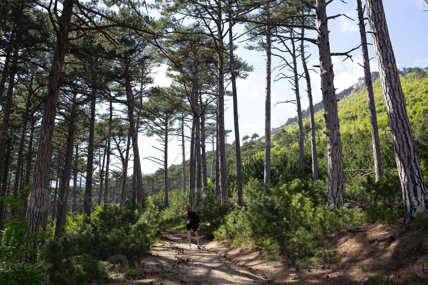 forêt de Frais vert à feuilles caduques des arbres avec le Soleil moulage ses chaud des rayons par le feuillage photo