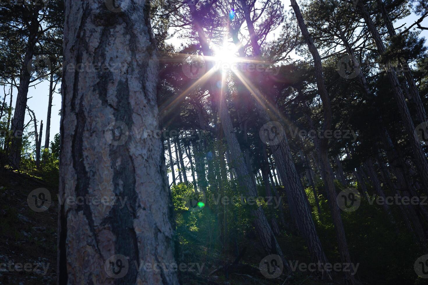 forêt de Frais vert à feuilles caduques des arbres avec le Soleil moulage ses chaud des rayons par le feuillage photo