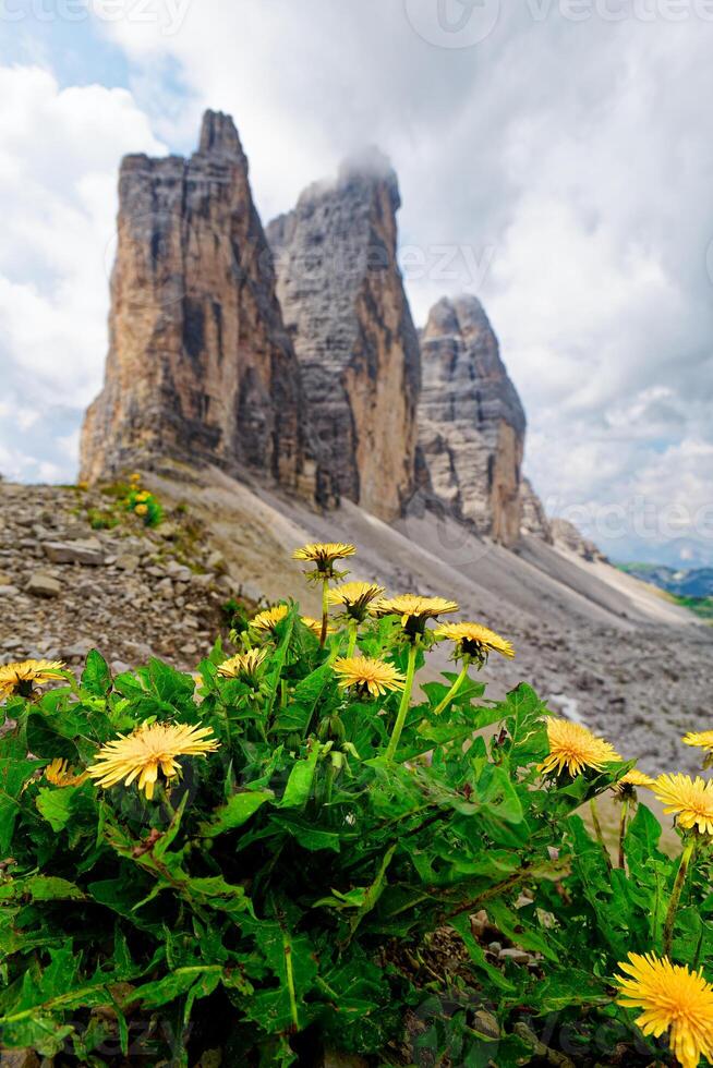 vue de tre cime di lavaredo Montagne avec Jaune fleurs dans le premier plan. très célèbre des endroits pour randonnée et Roche escalade dans le dolomites, Italie. photo