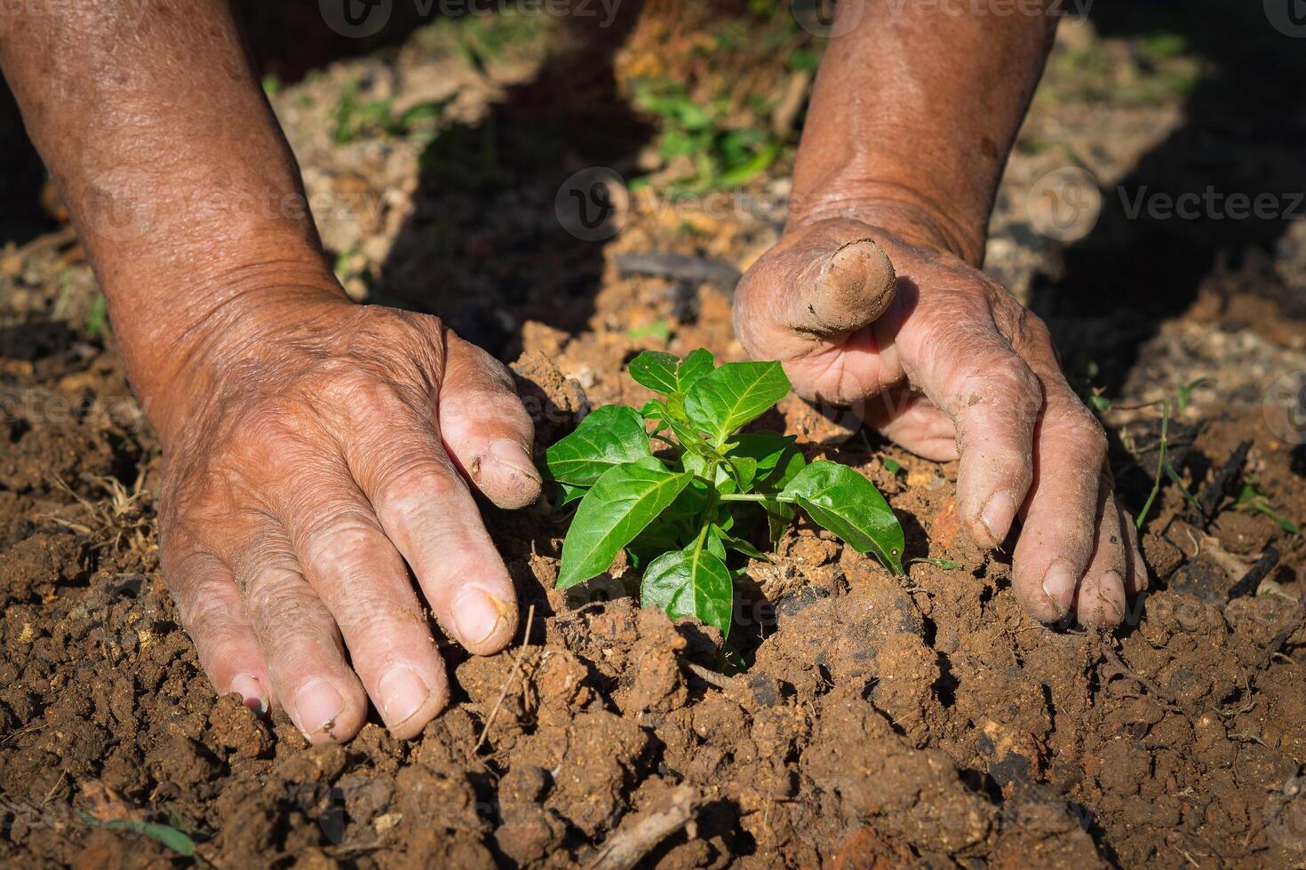 fermer de mains Sénior homme plantation germer dans sol. photo