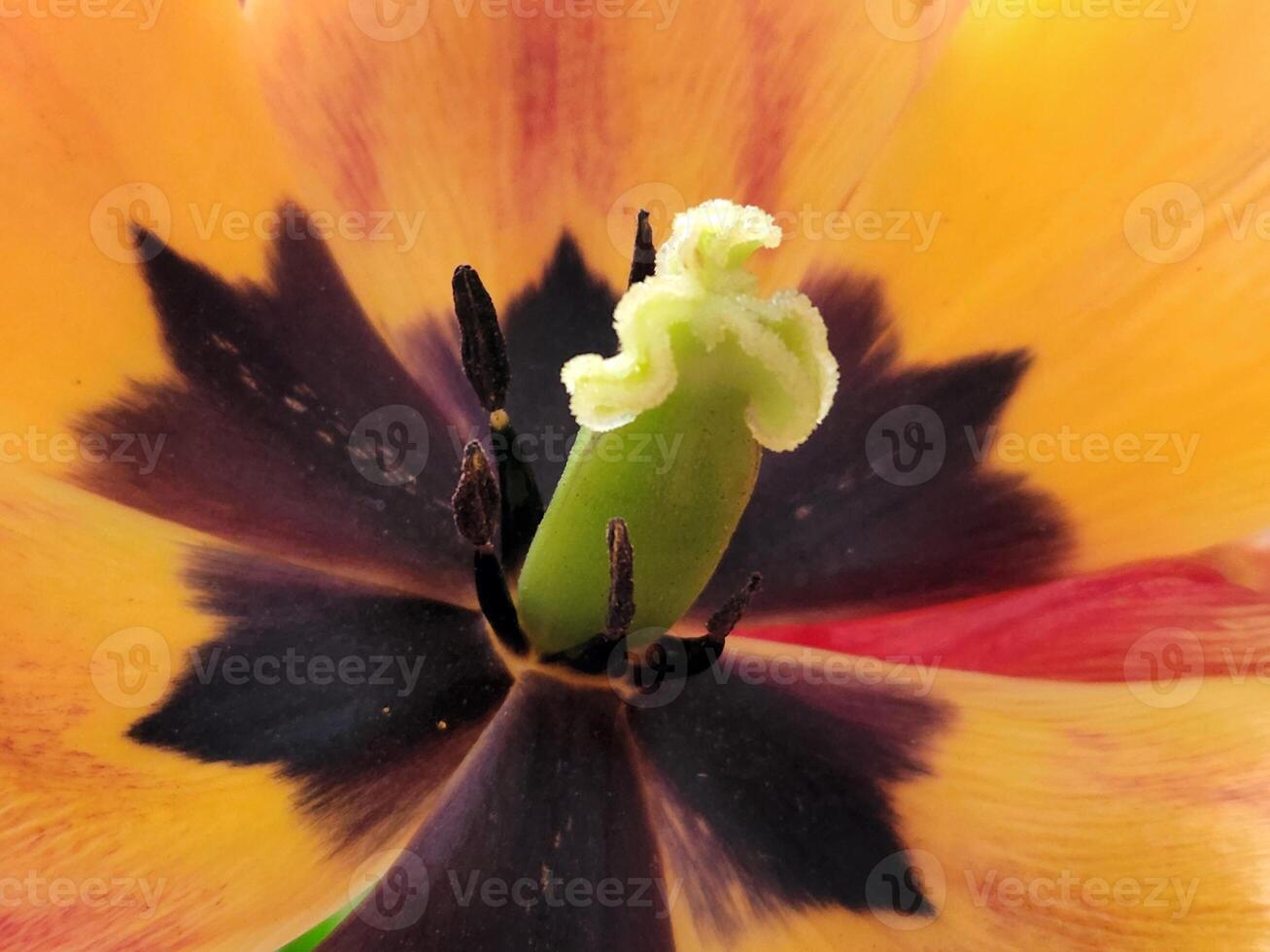 tulipe fleur. tulipe fleur proche en haut. floral Contexte pour poste photo