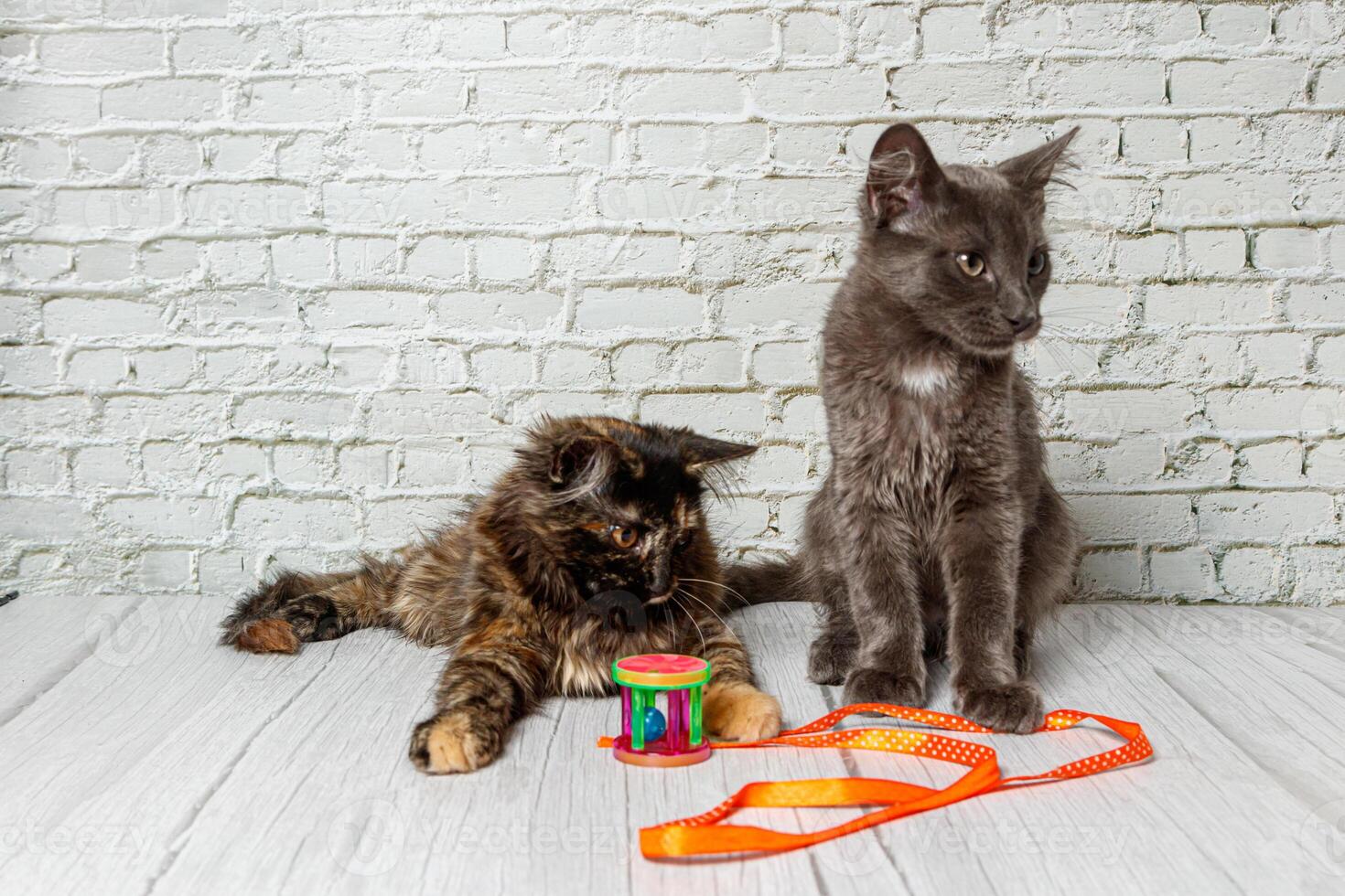 magnifique couple de gris chat garçon et fille sur une brique mur Contexte photo