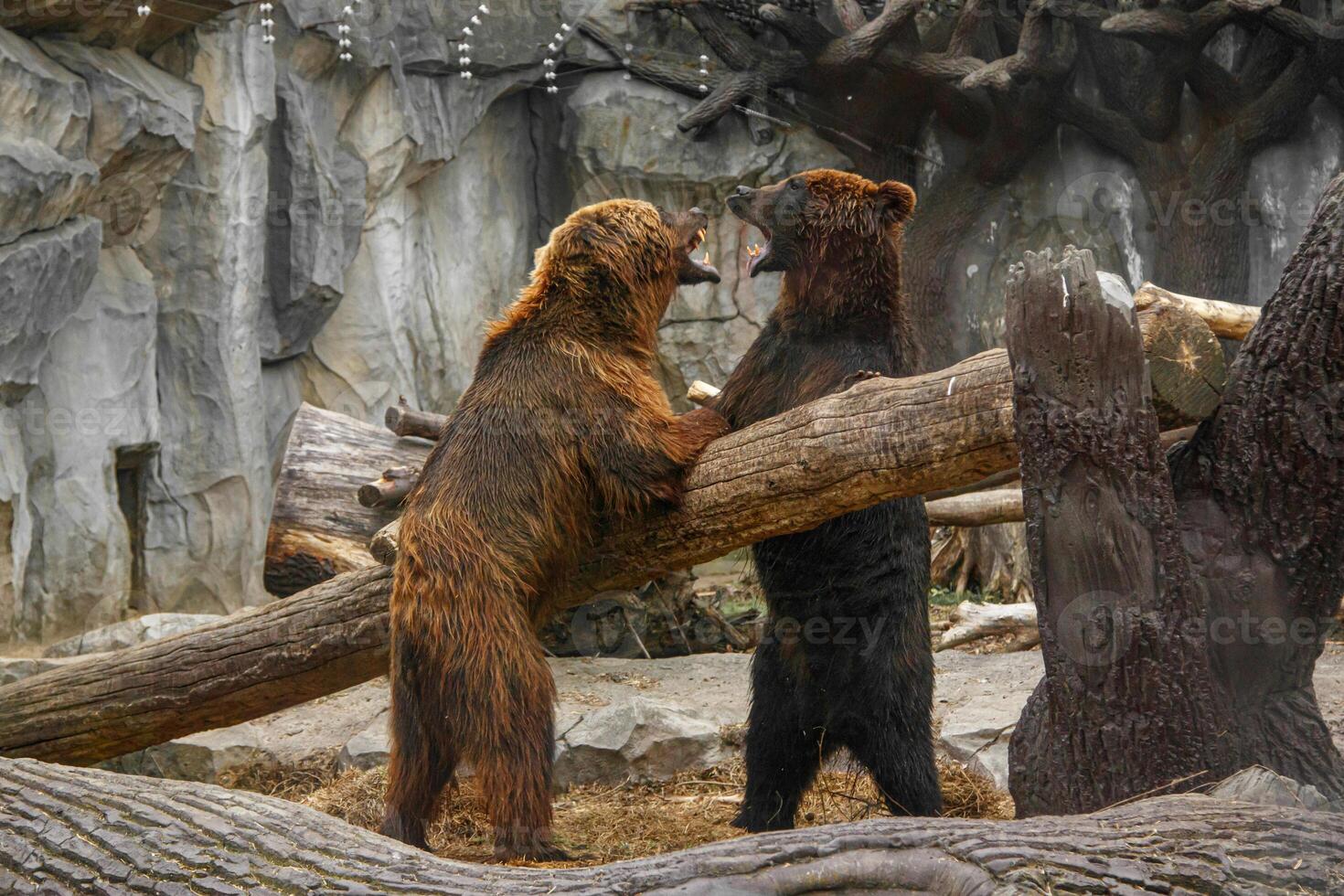 deux marron ours en jouant avec chaque autre photo