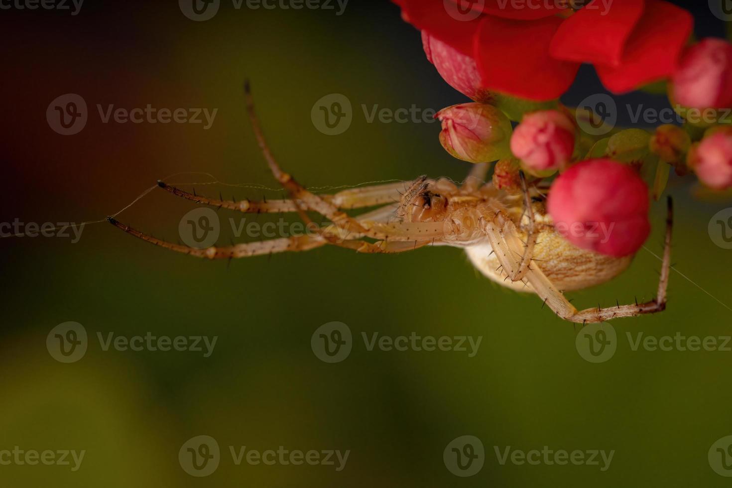 araignée néoscona herbe photo