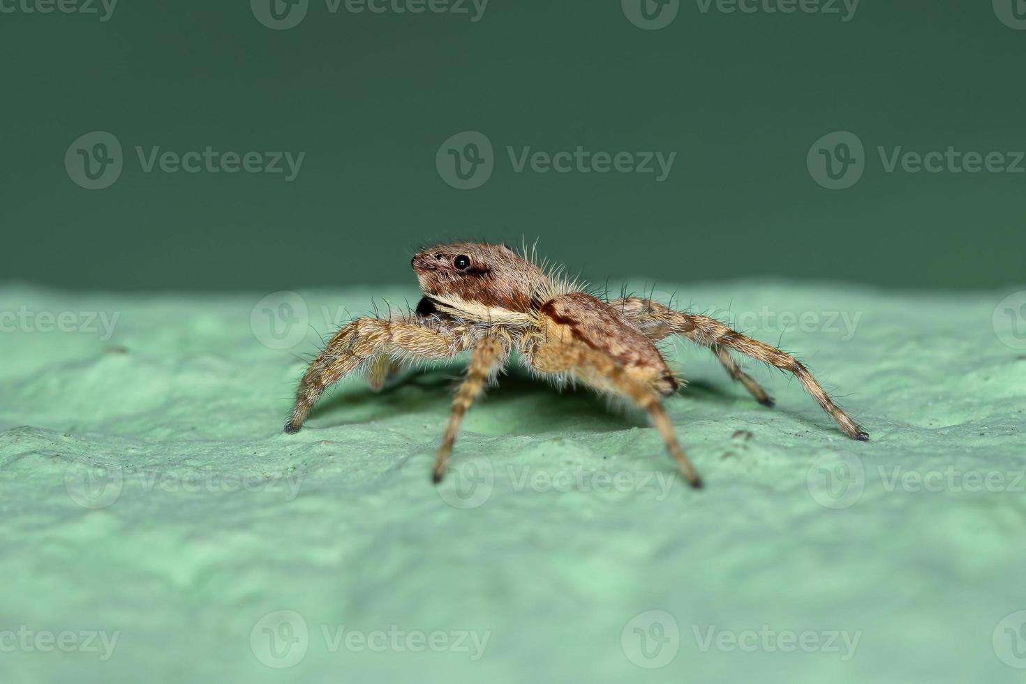 petite araignée sauteuse murale grise photo