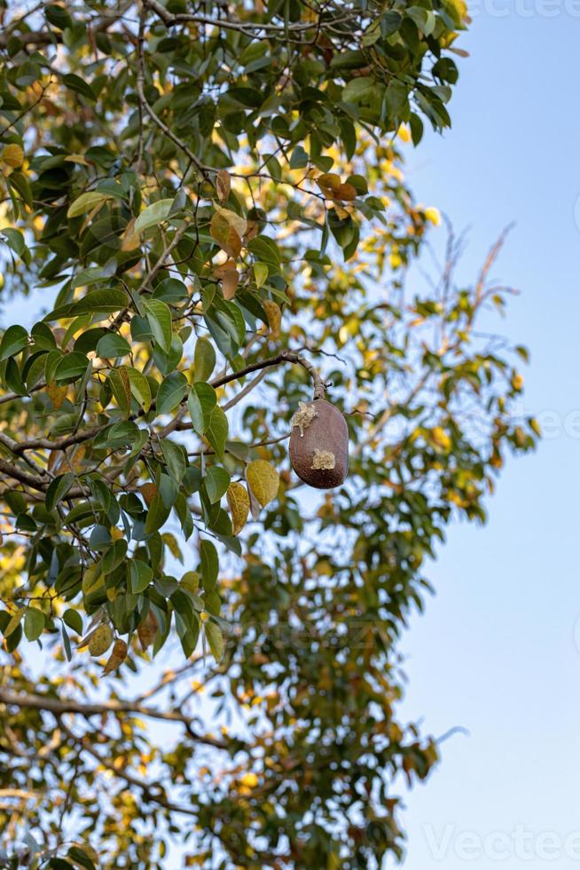 arbre puant avec des fruits photo