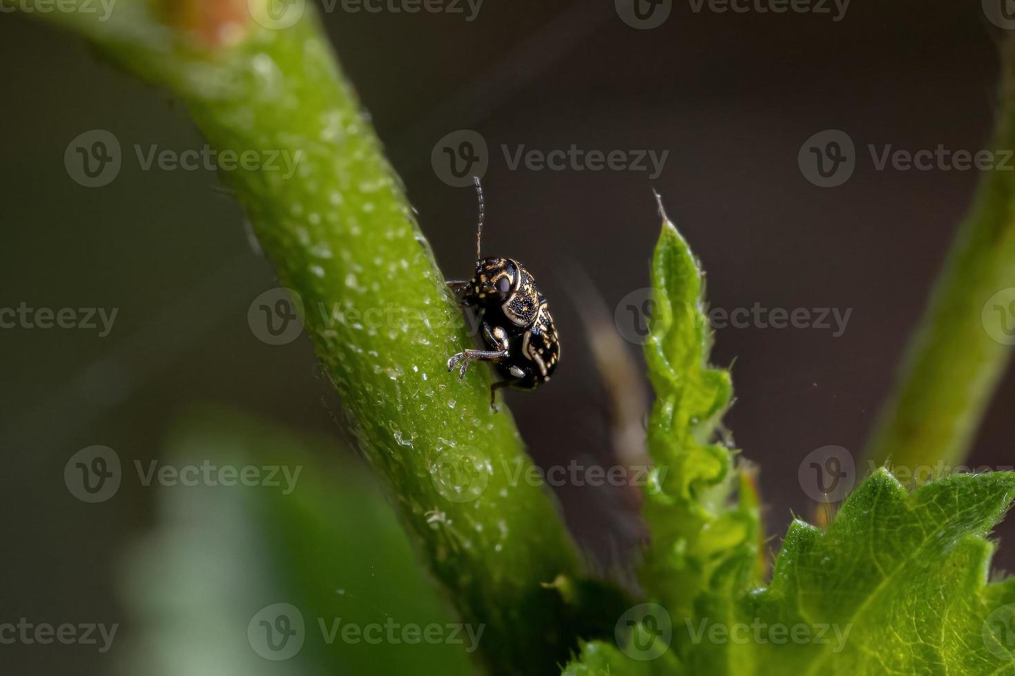 petit coléoptère des écritures photo