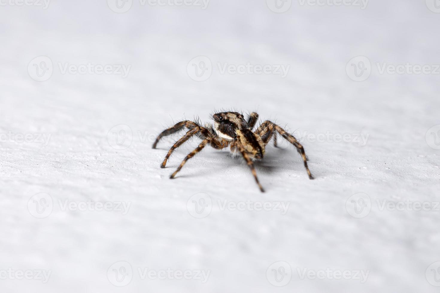 araignée sauteuse mur gris photo