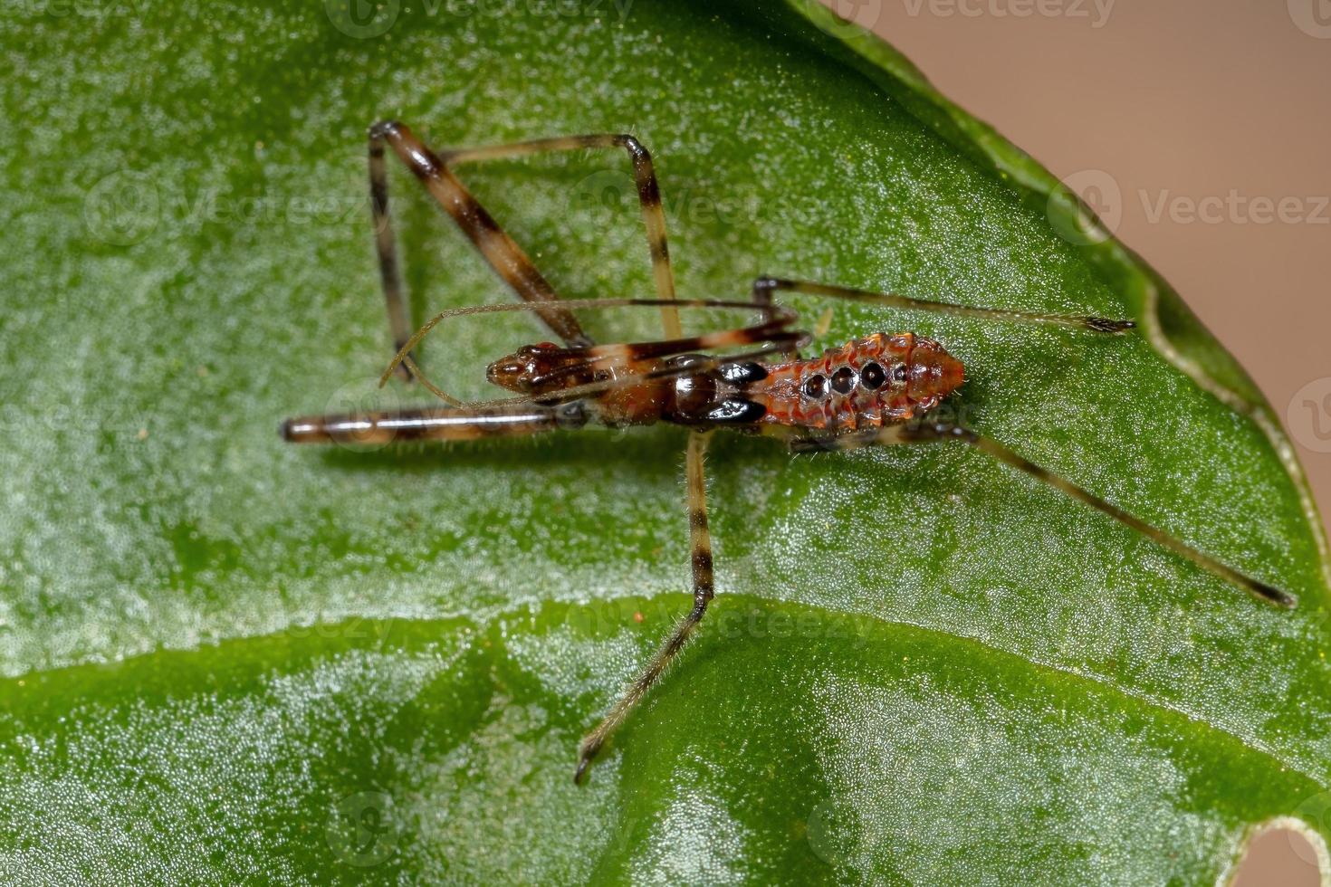 assassin bug nymphe photo