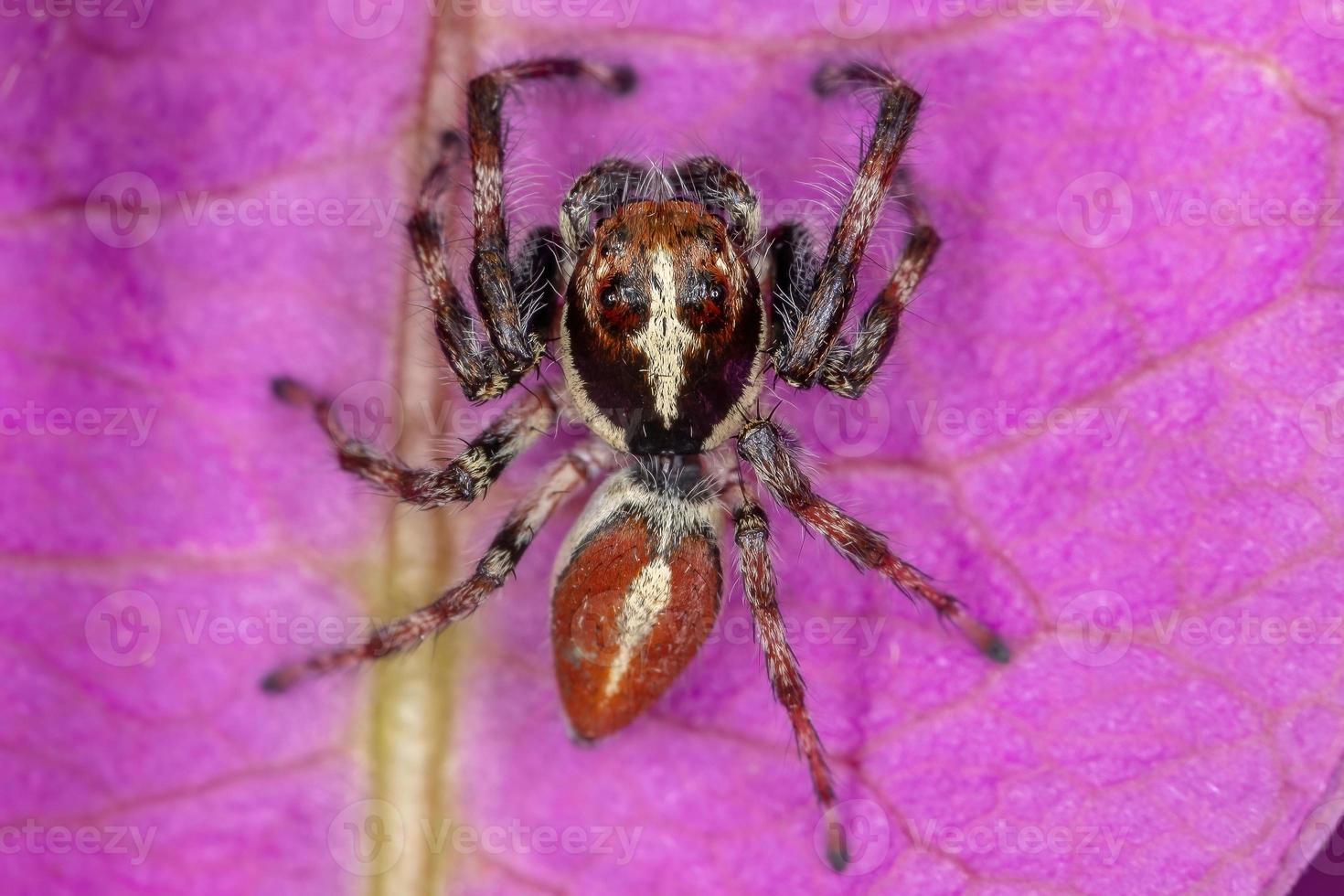 araignée sauteuse mâle adulte photo