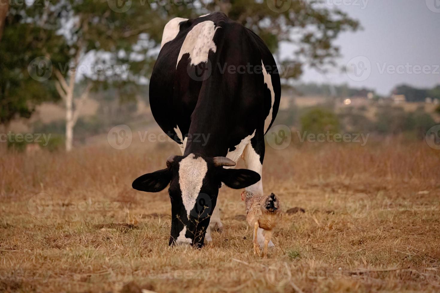 vache adulte dans une ferme photo