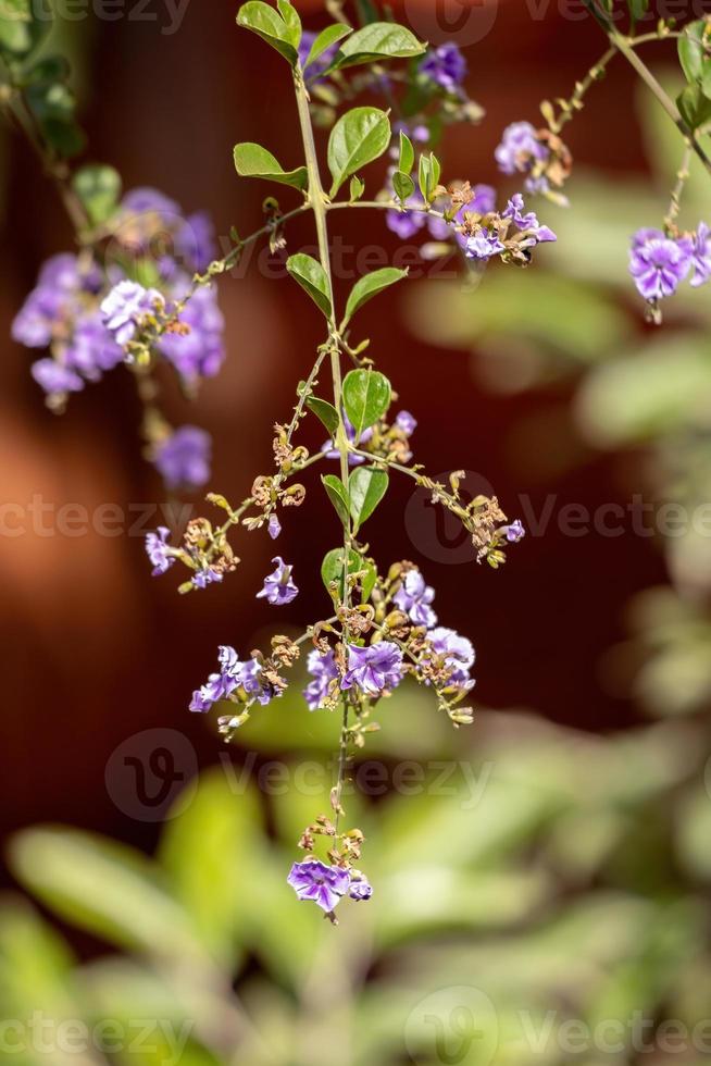 fleurs jaunes de skyflower photo