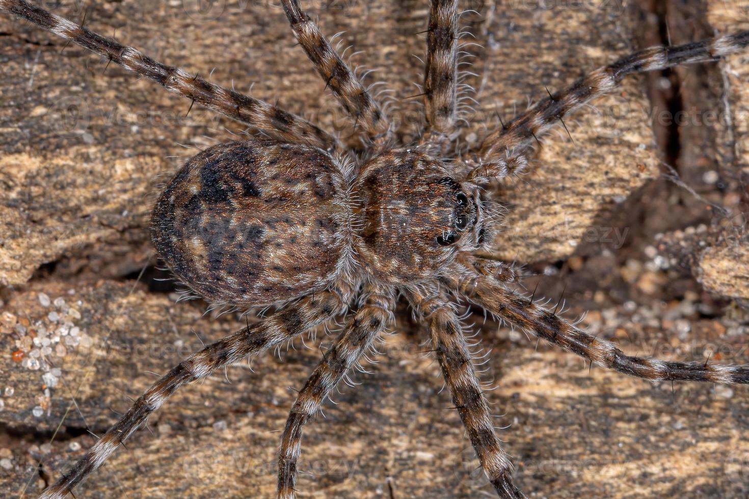 araignée trechaleid adulte photo