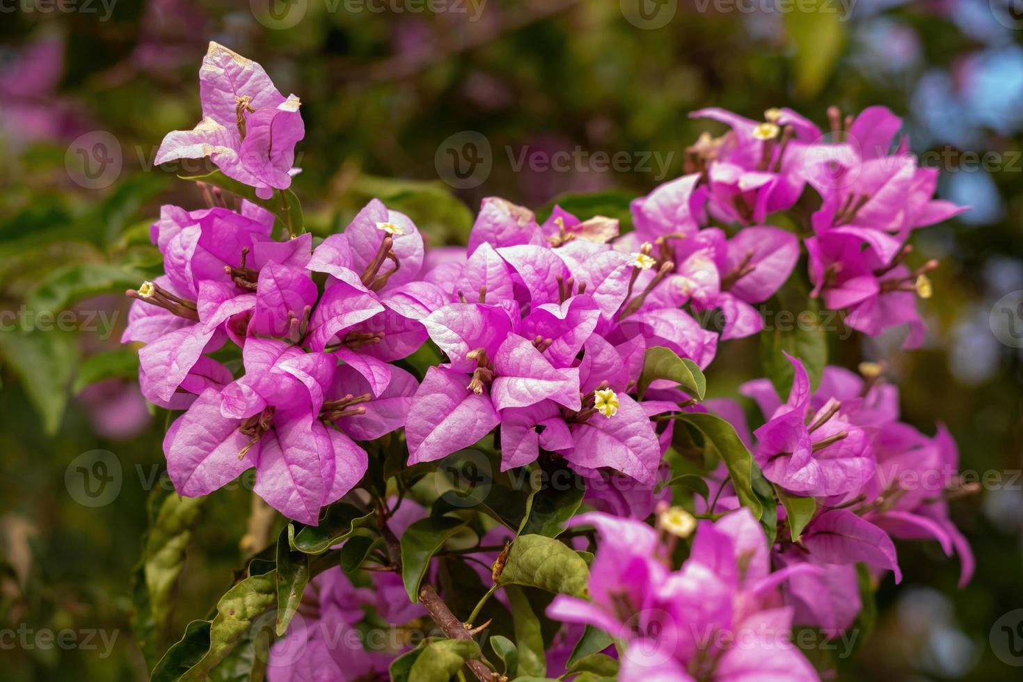 fleurs de plantes ornementales photo