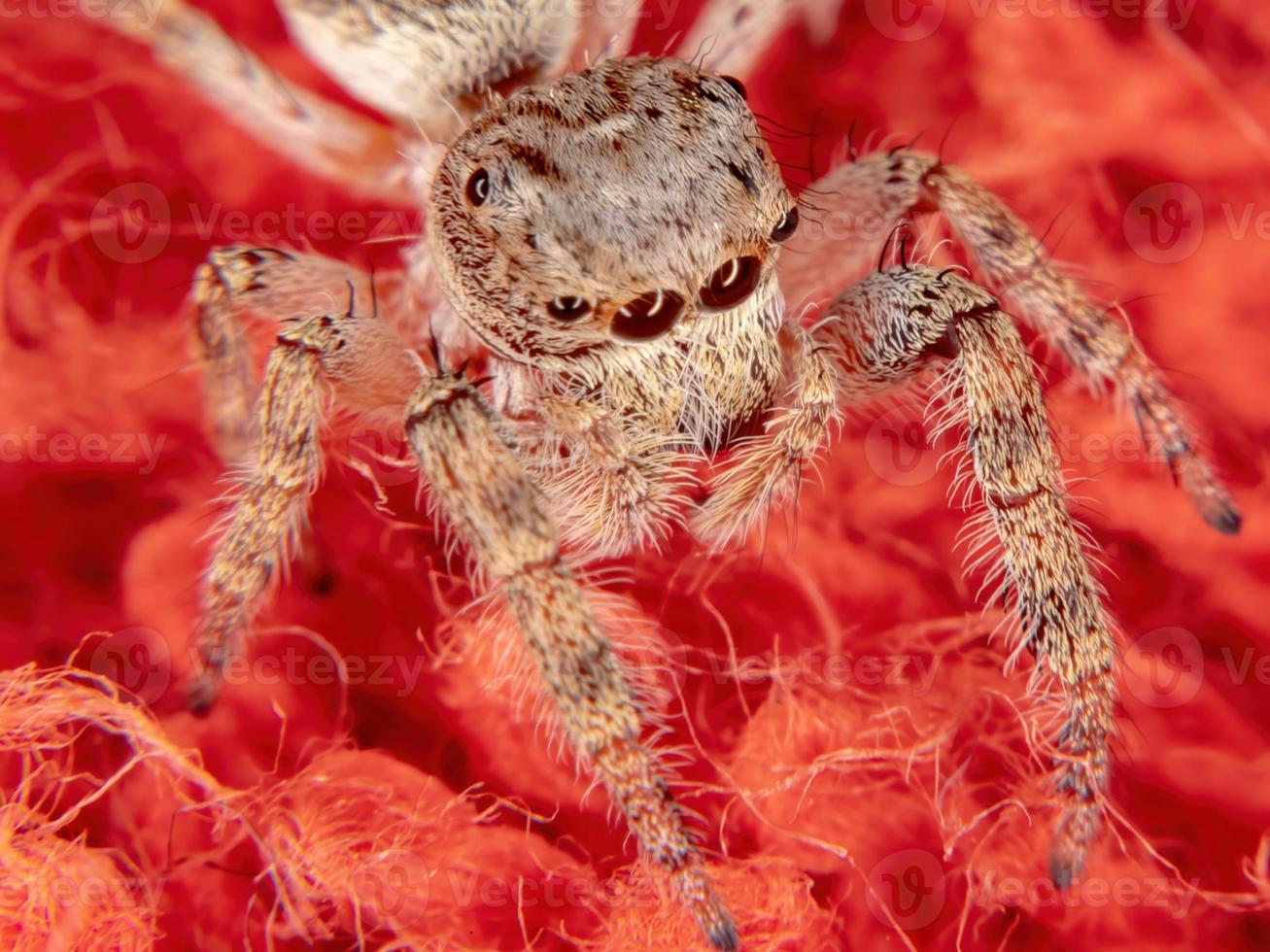 araignée sauteuse mâle photo