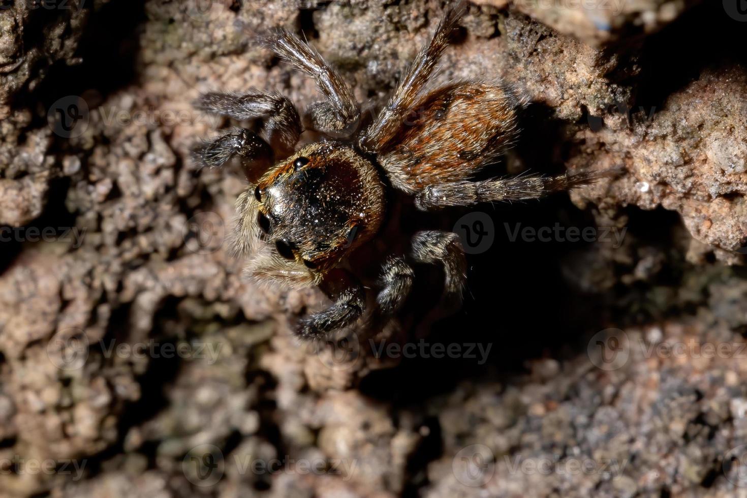 araignée sauteuse de la maison d'adanson photo