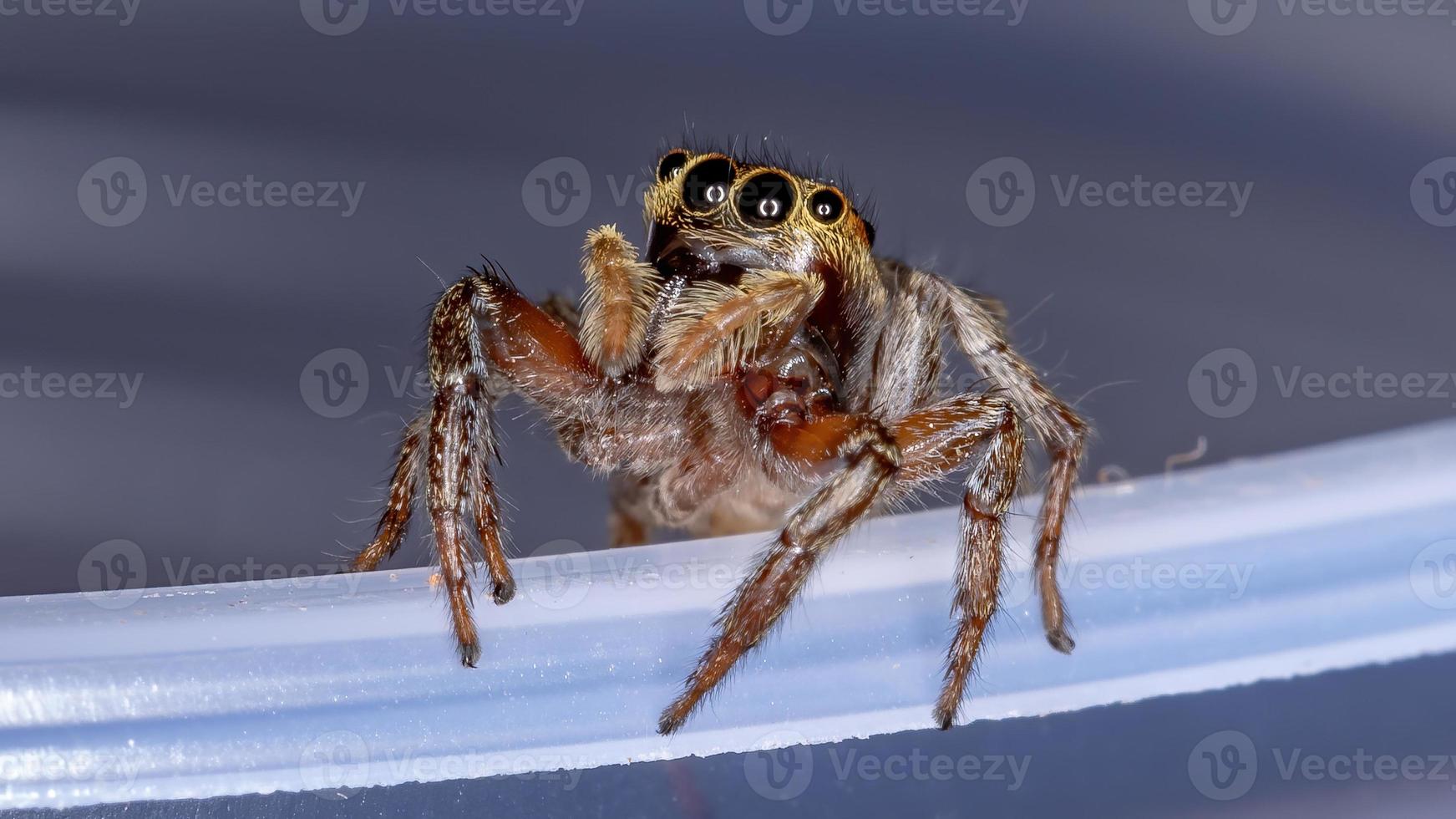 araignée sauteuse maison adanson photo