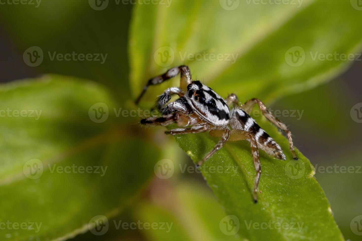 petite araignée sauteuse photo