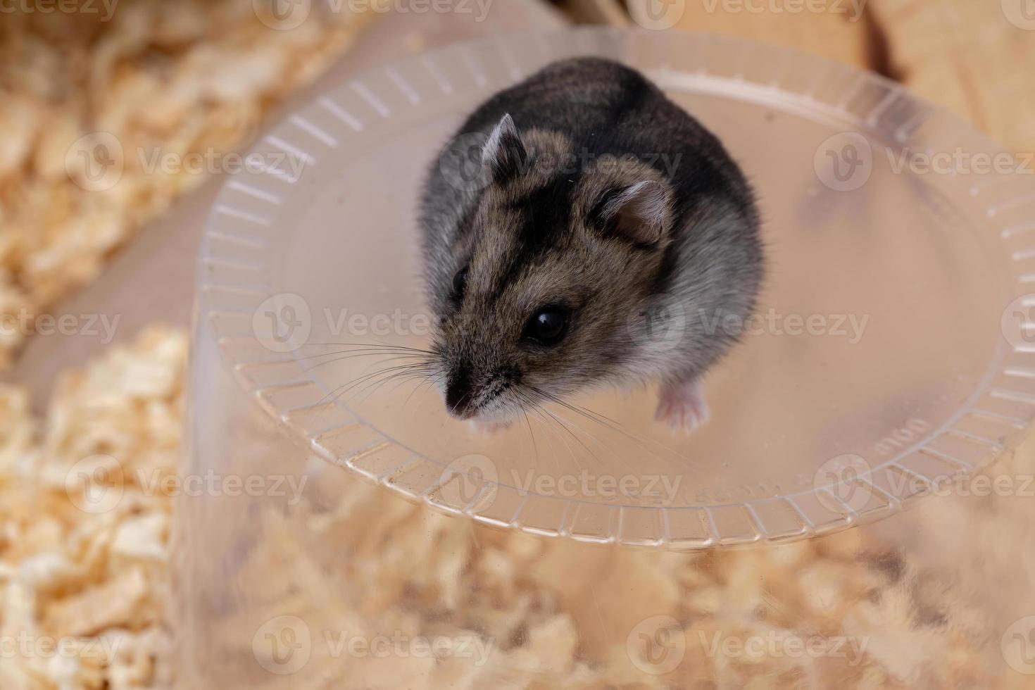 le hamster nain de Campbell photo