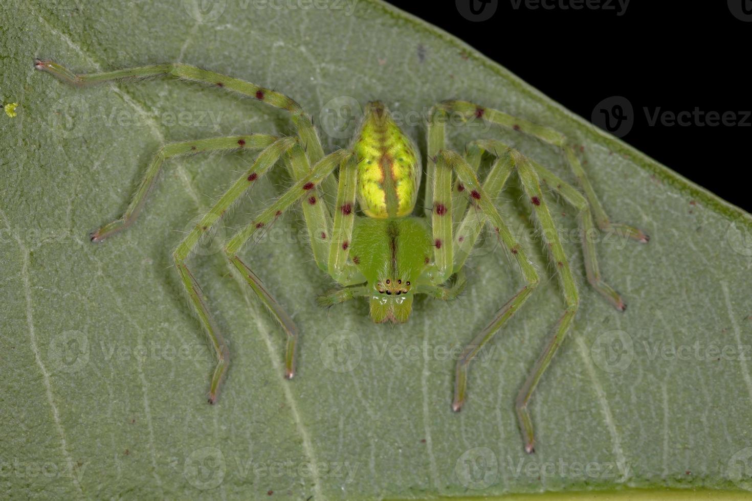 araignée chasseuse verte photo