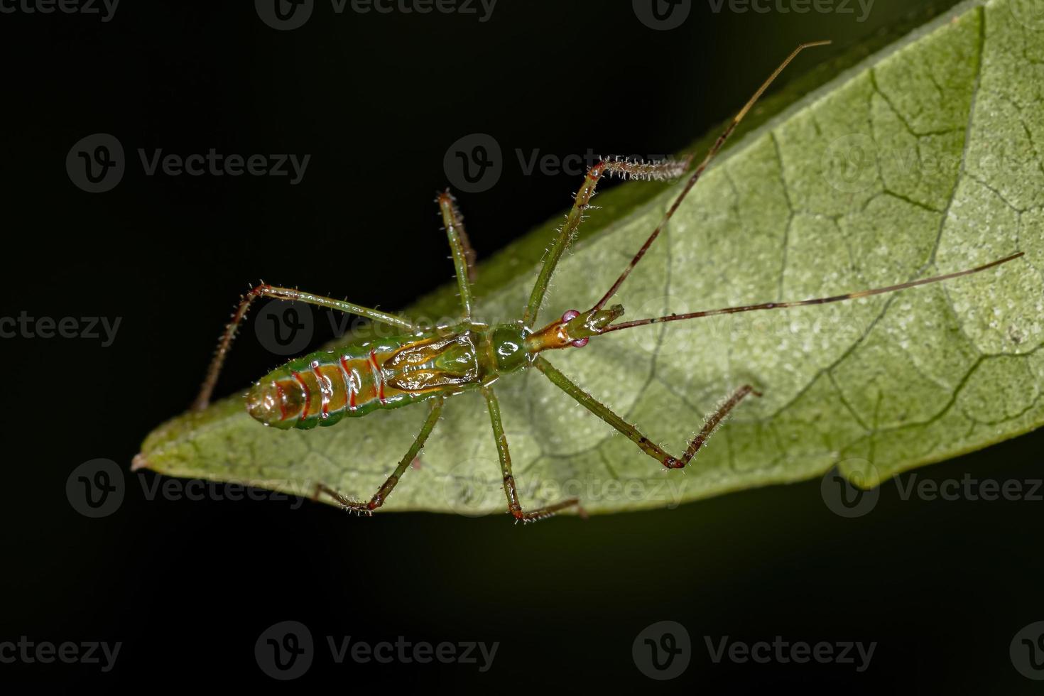 assassin bug nymphe photo