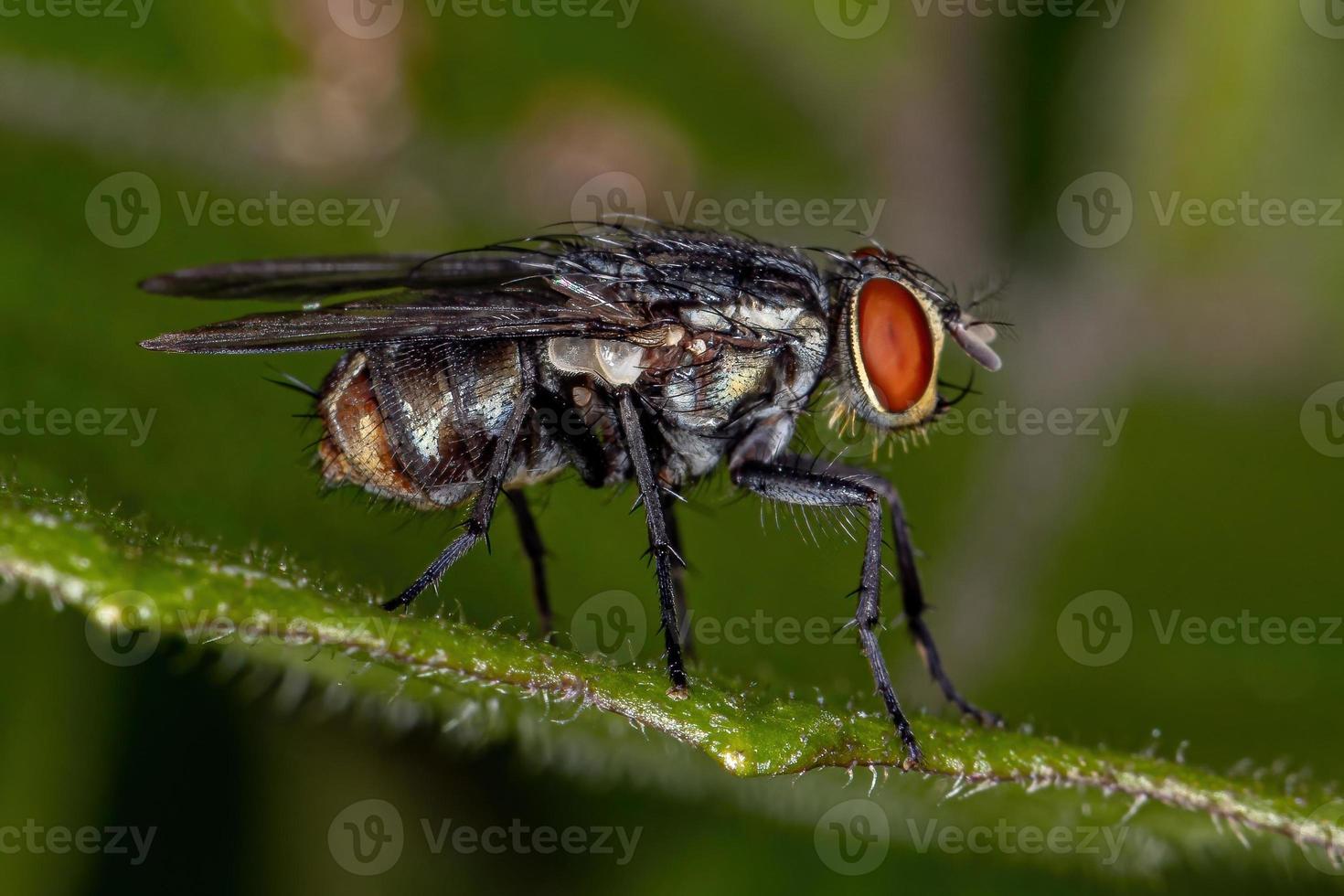 mouche de la chair adulte photo