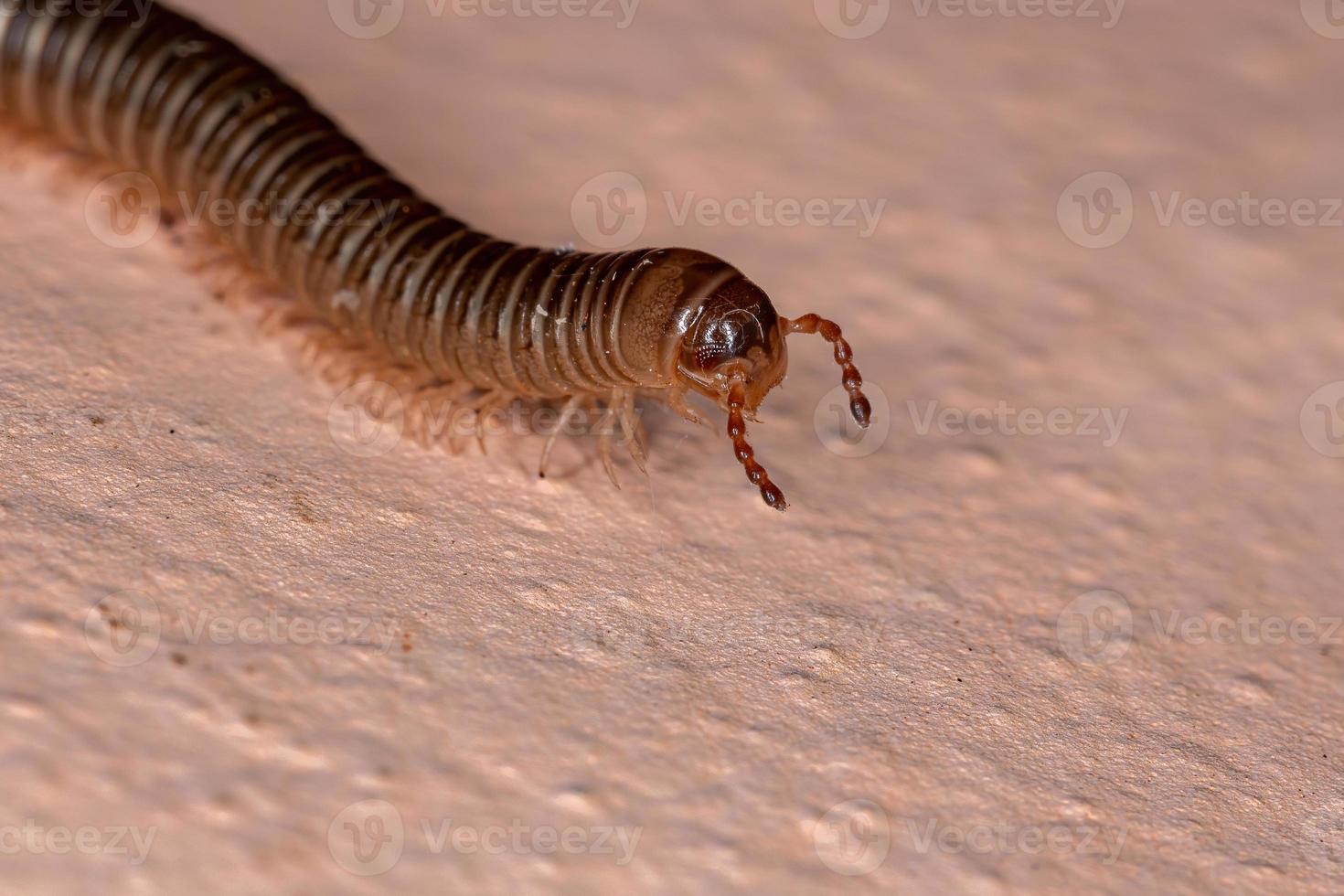 mille-pattes parajulidés brésilien photo