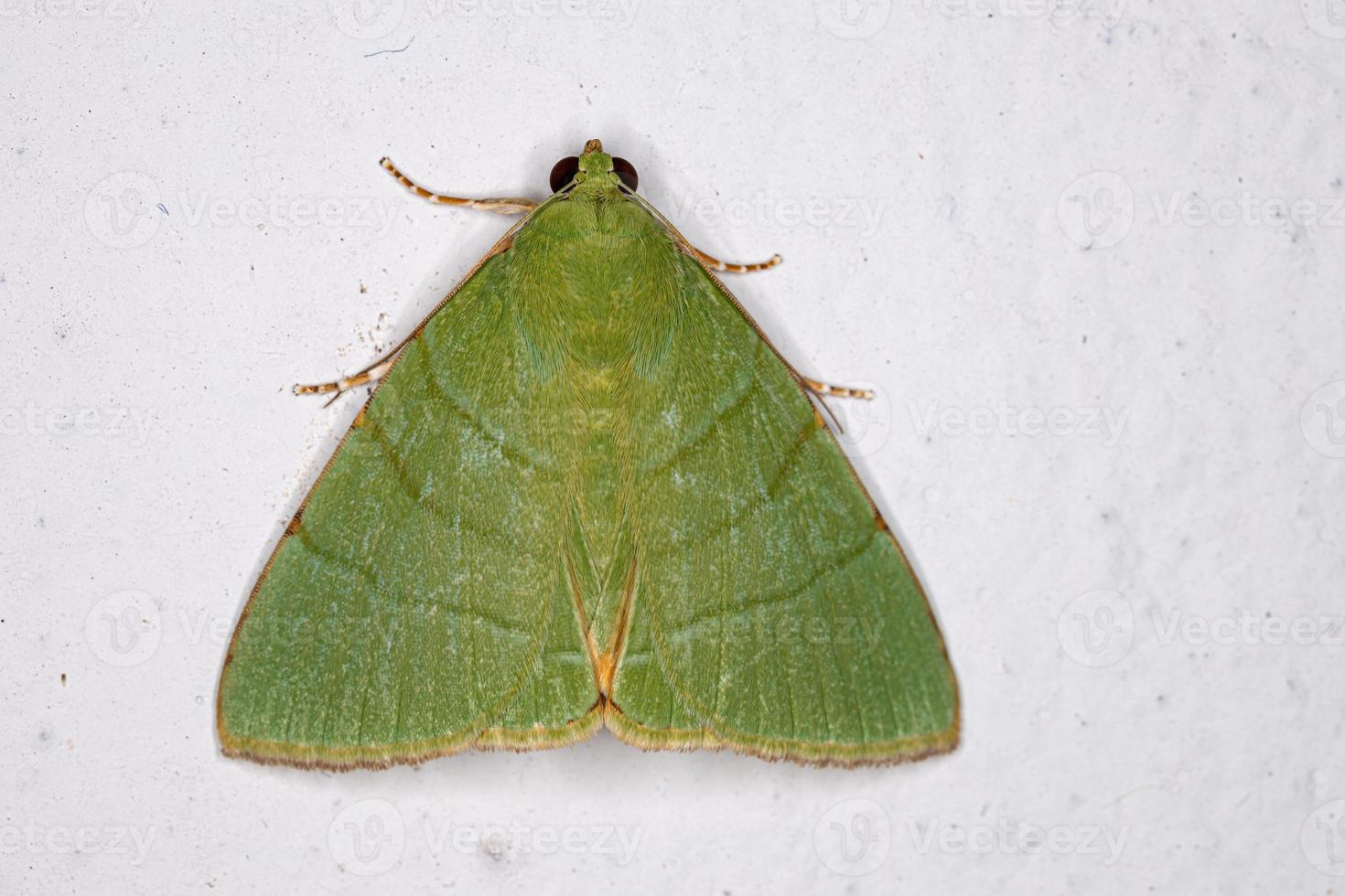 papillon vert des ailes photo