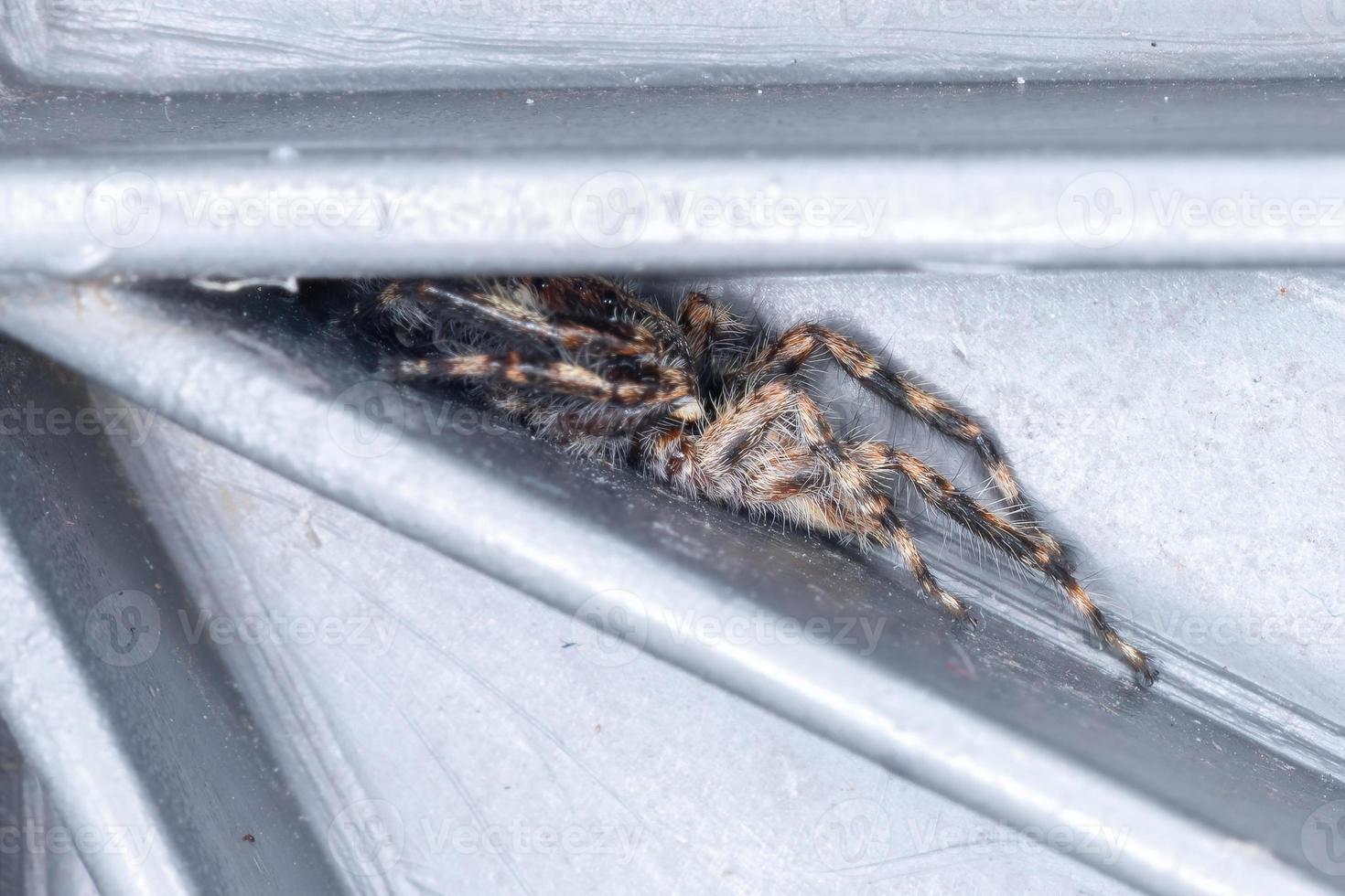 Araignée sauteuse mur gris adulte photo