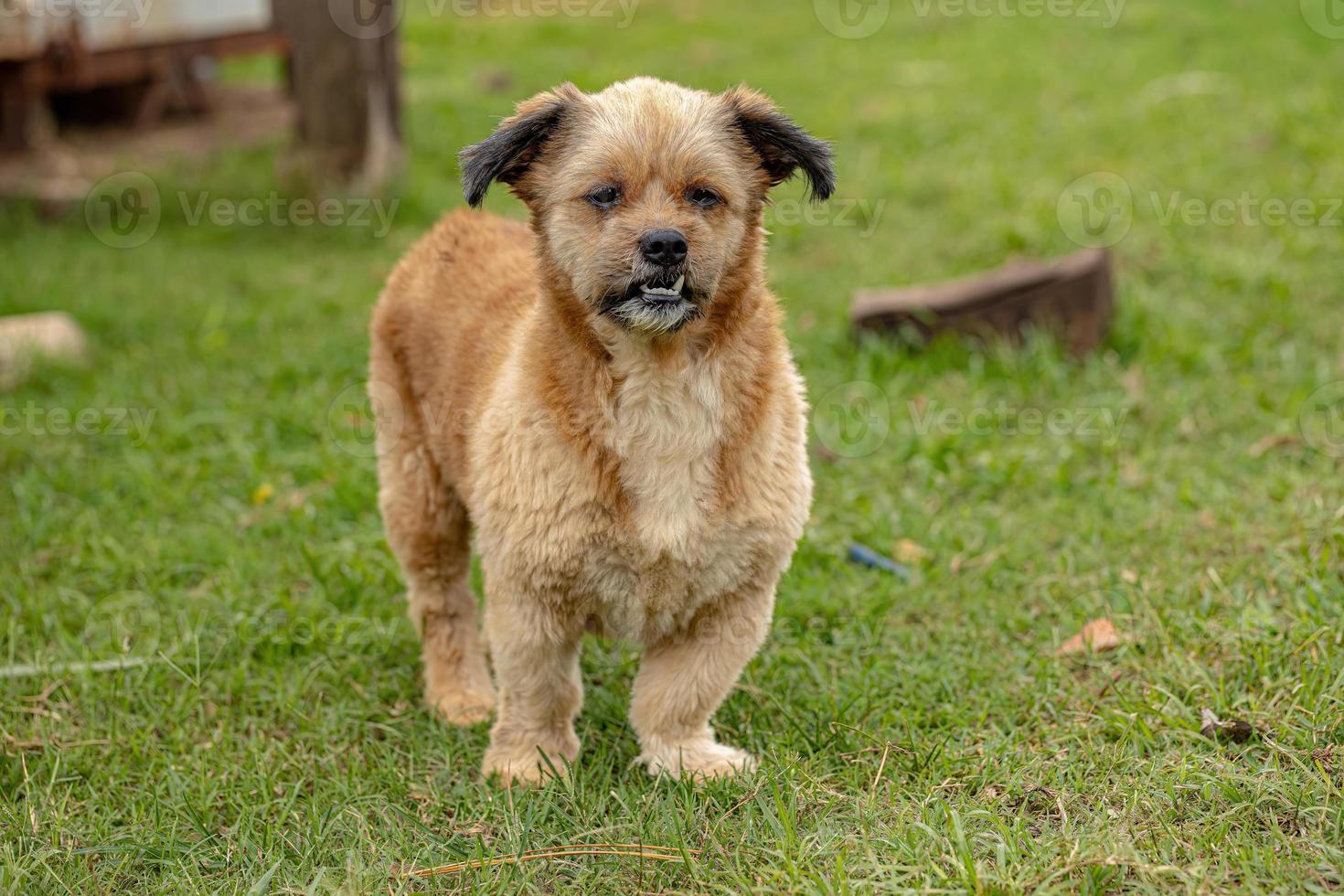 chien domestique dans une ferme photo