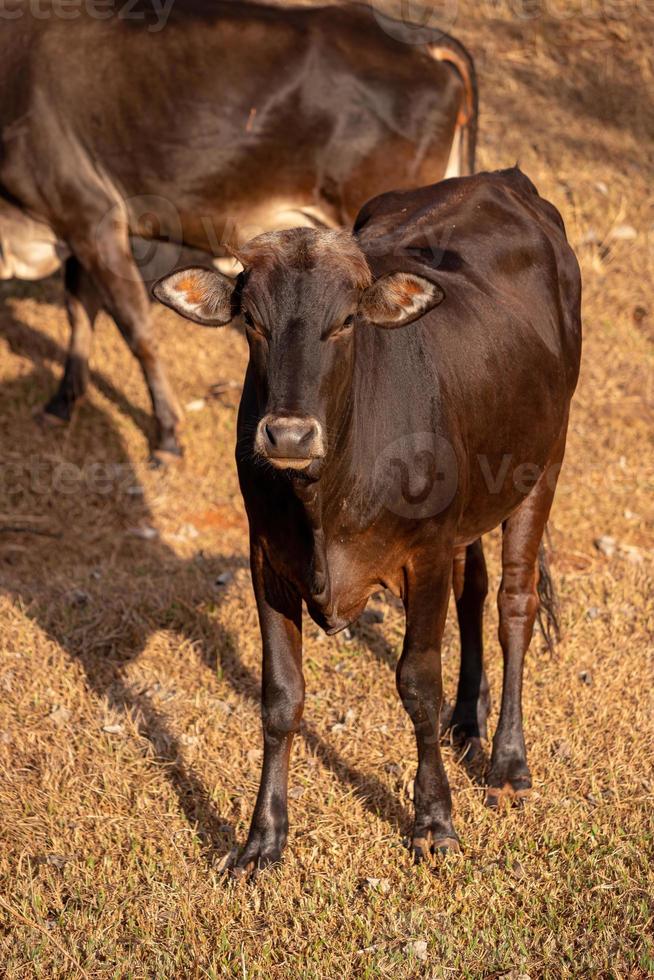 vache dans une ferme photo