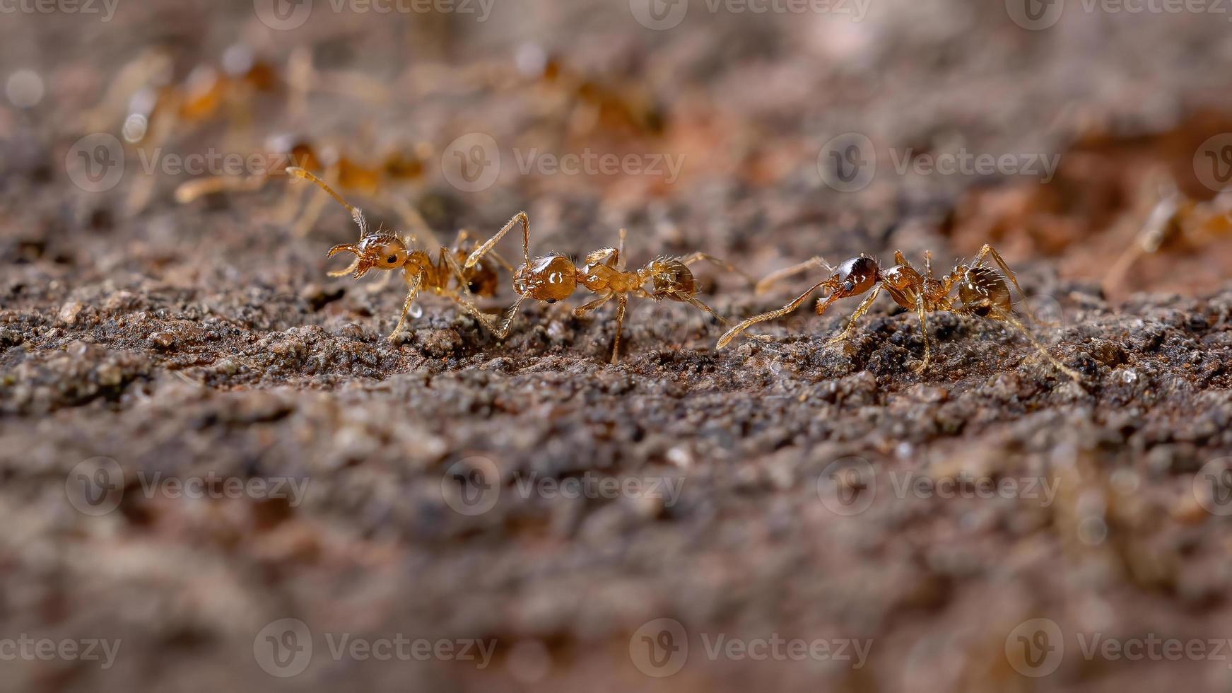 fourmis à grosse tête photo