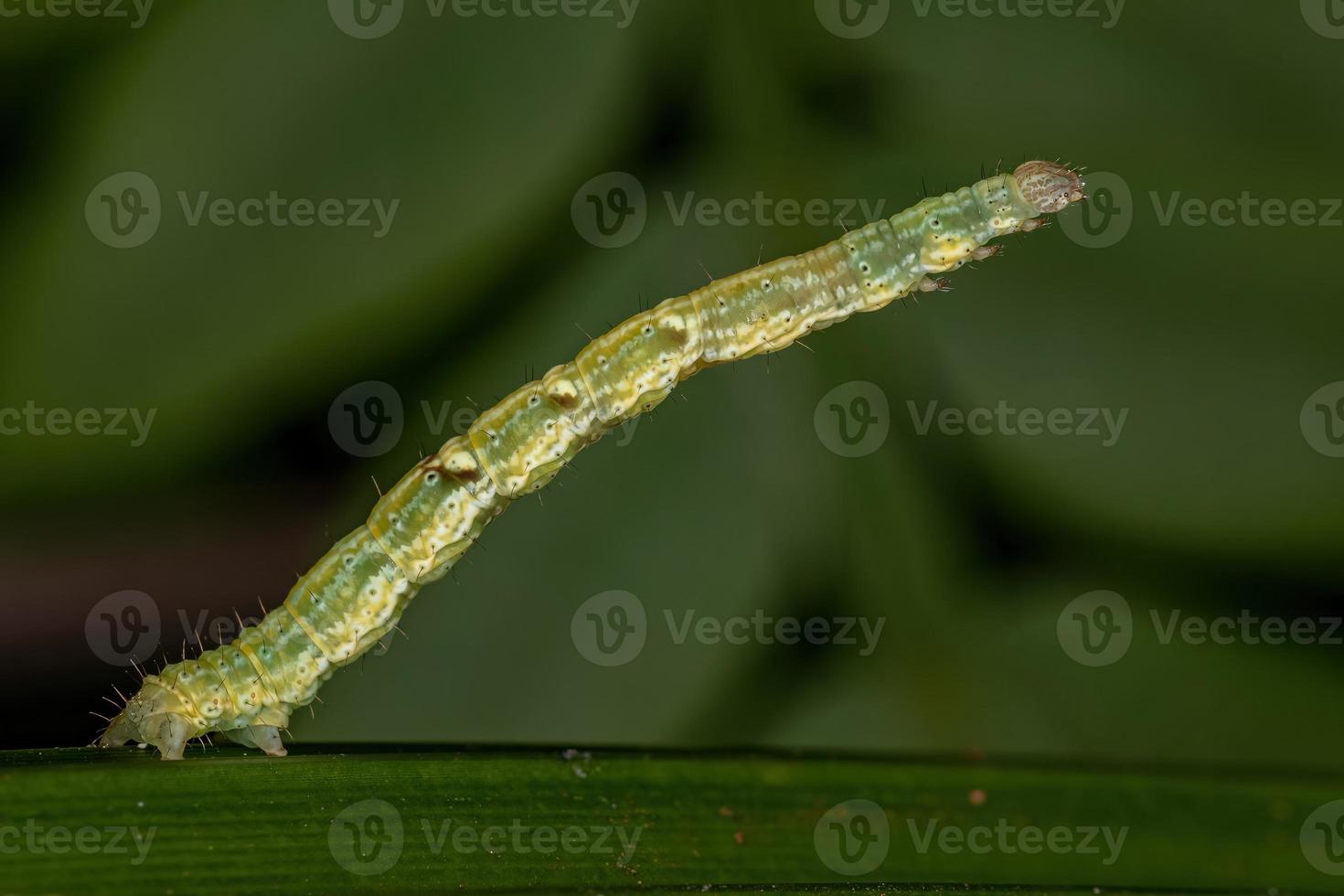 chenille de mite géomètre photo