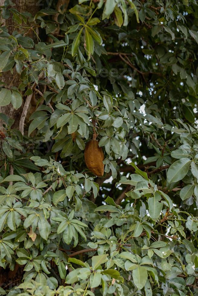 arbre à provisions brésilien photo