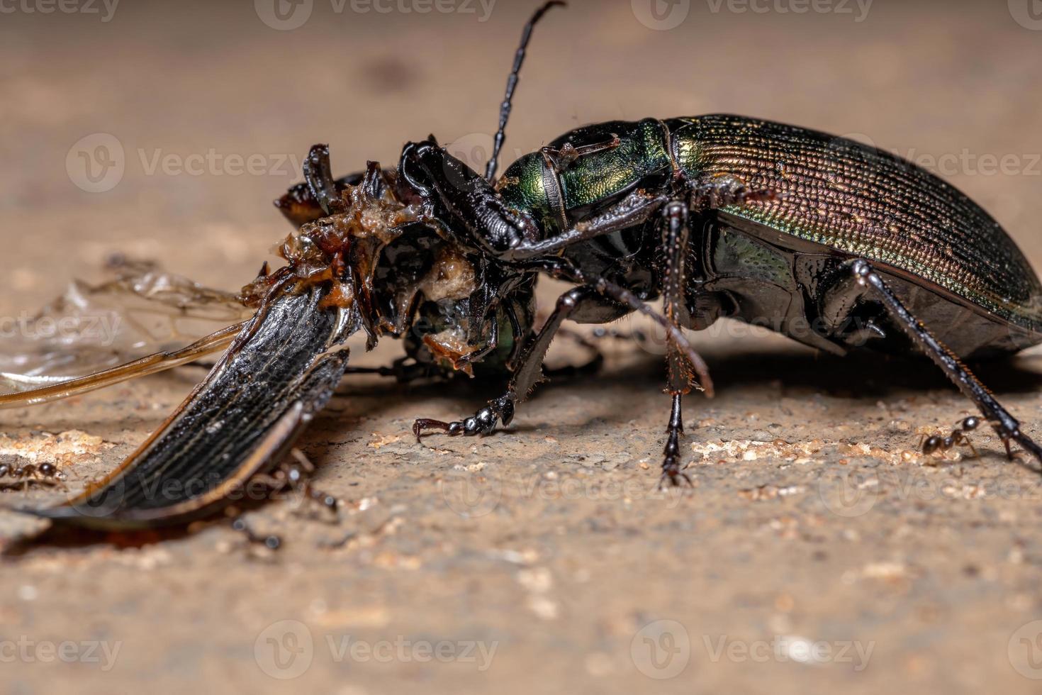 scarabée chasseur de chenille adulte photo