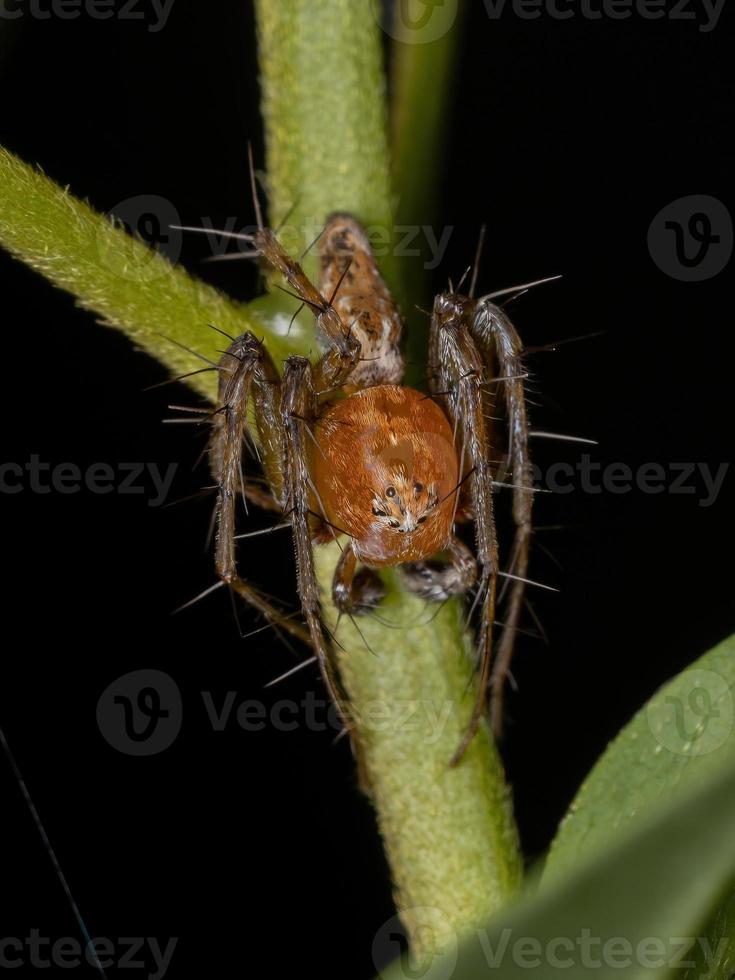 araignée lynx adulte mâle photo