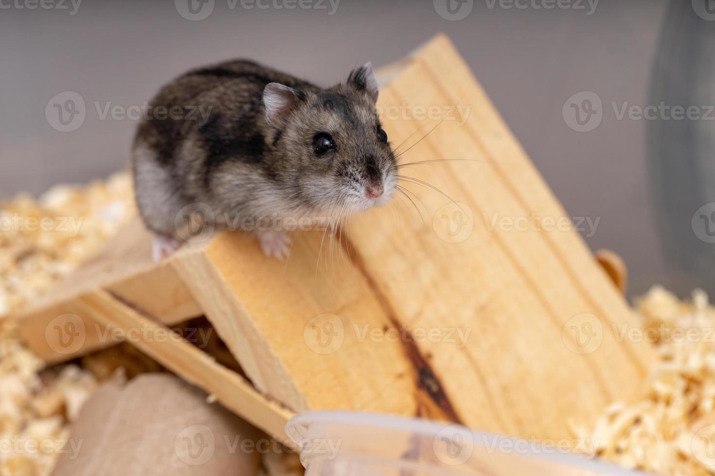 le hamster nain de Campbell photo