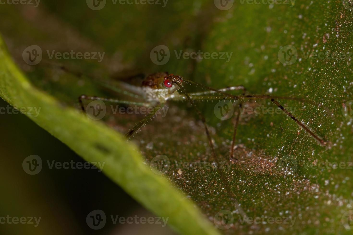 insecte assassin adulte photo