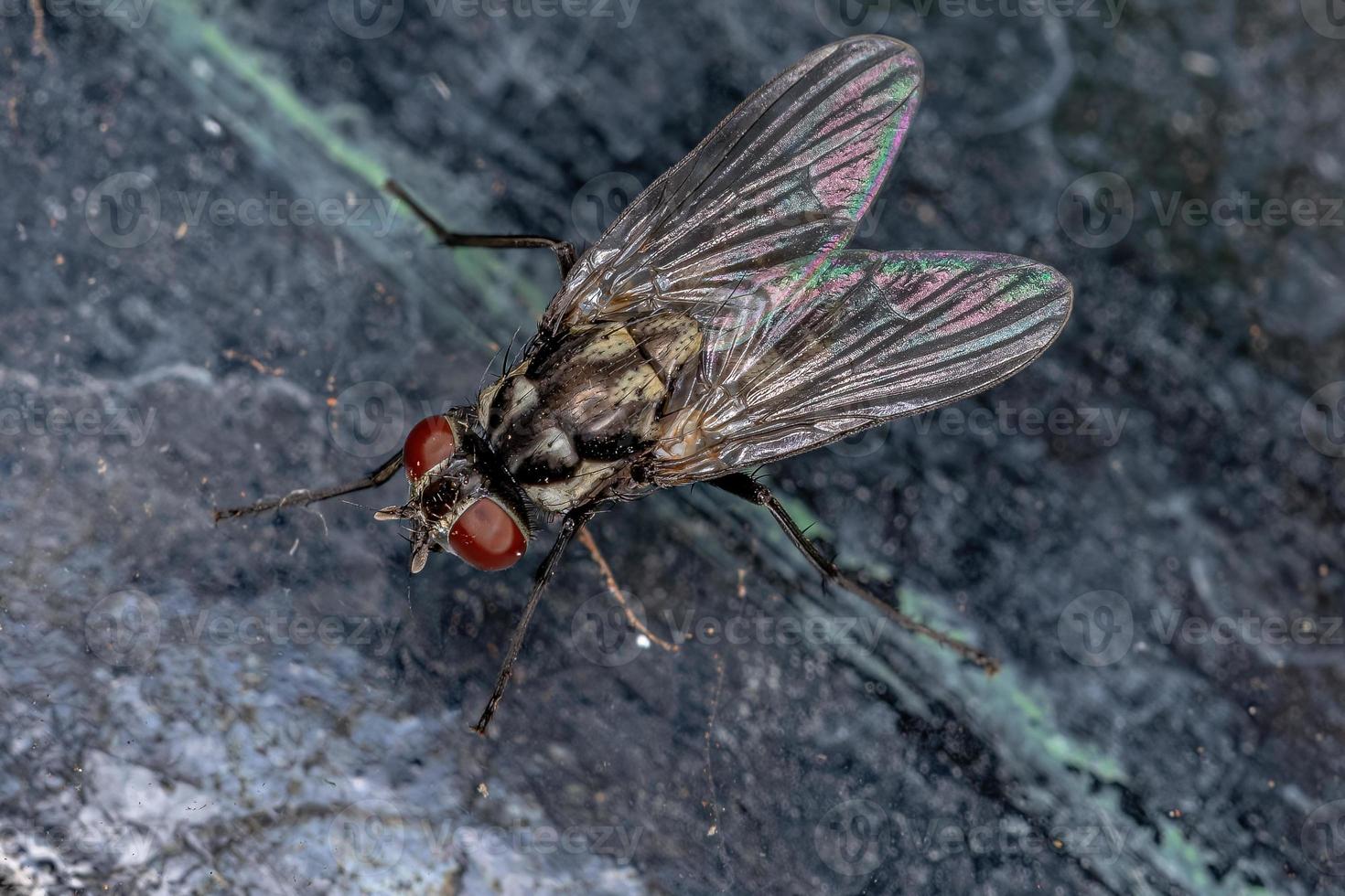 mouche muscoïde adulte photo