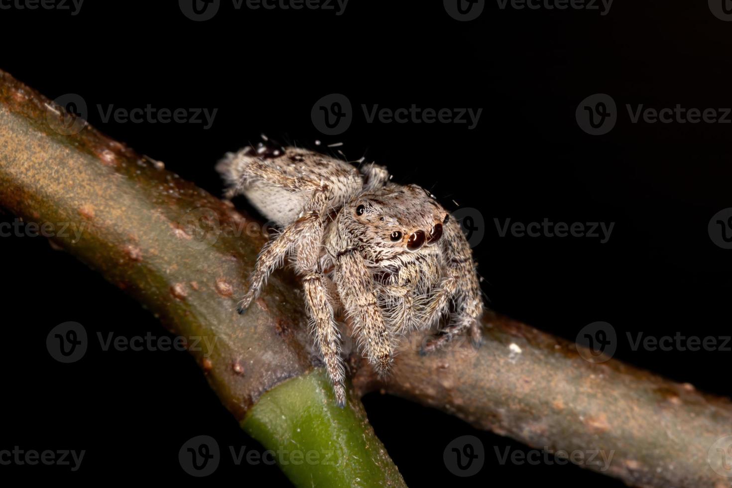 araignée sauteuse mâle photo