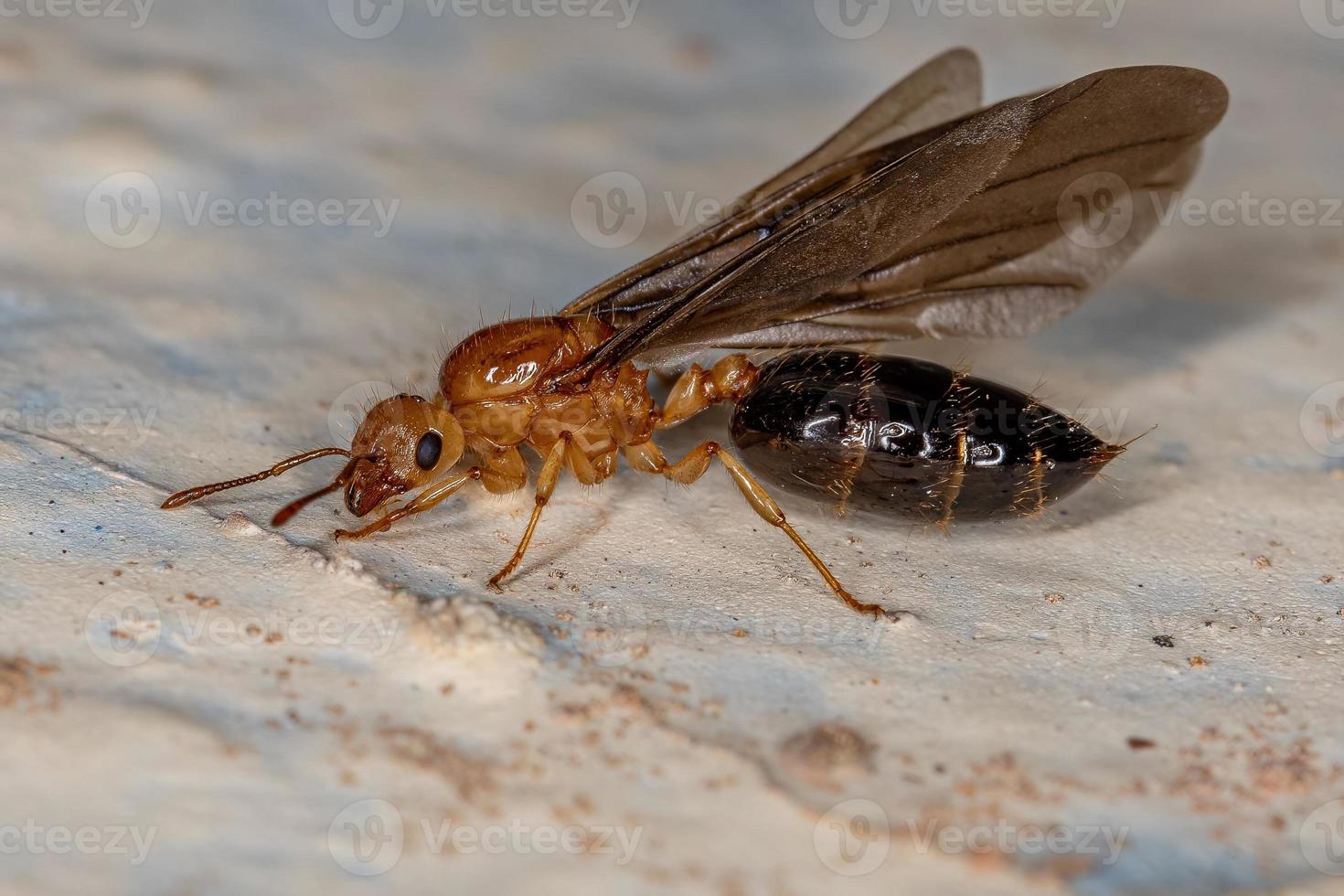 femelle adulte ailé cocktail reine fourmi photo