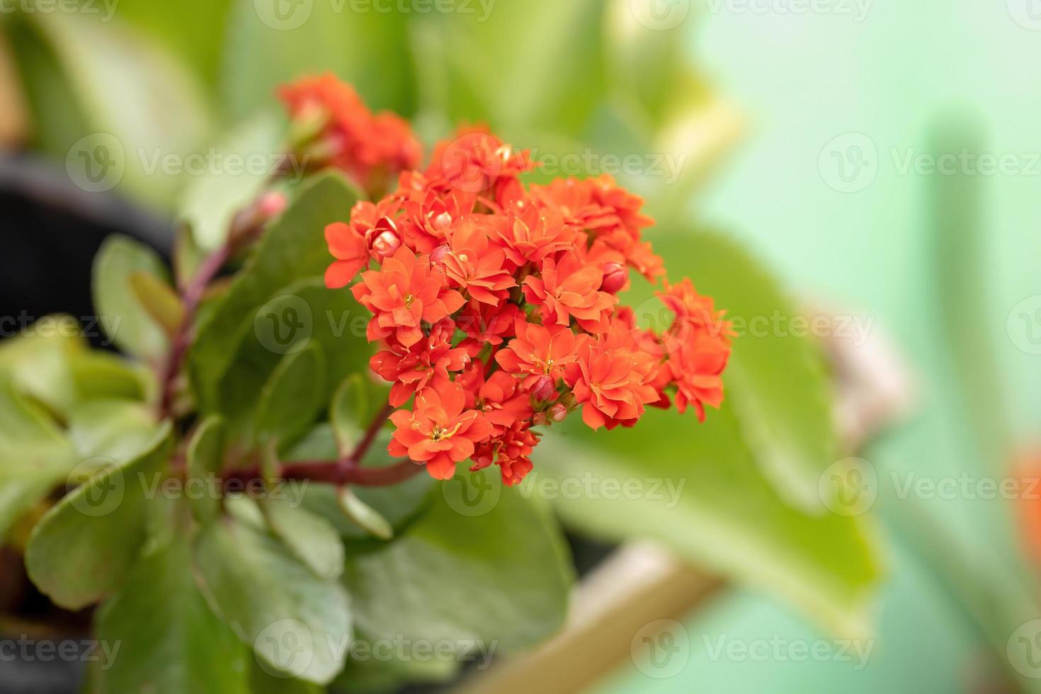 fleur rouge katy enflammée photo