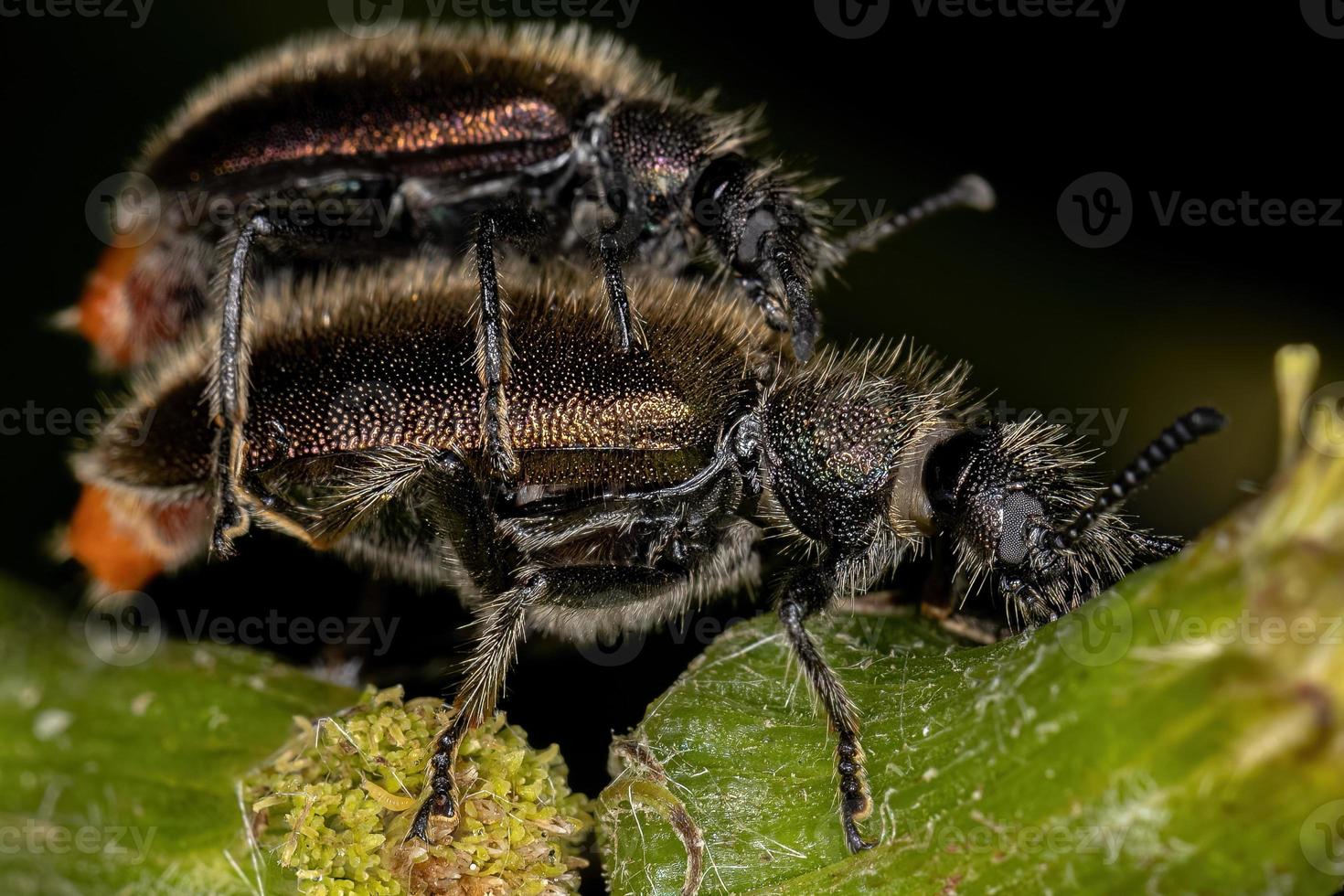 coléoptères à longues articulations adultes photo